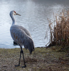 Sandhill Crane on the shore