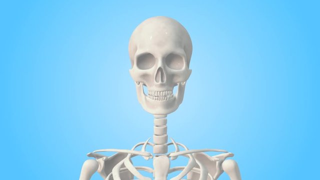Realistic Human Skeleton rotating on a blue background. Seamless loop