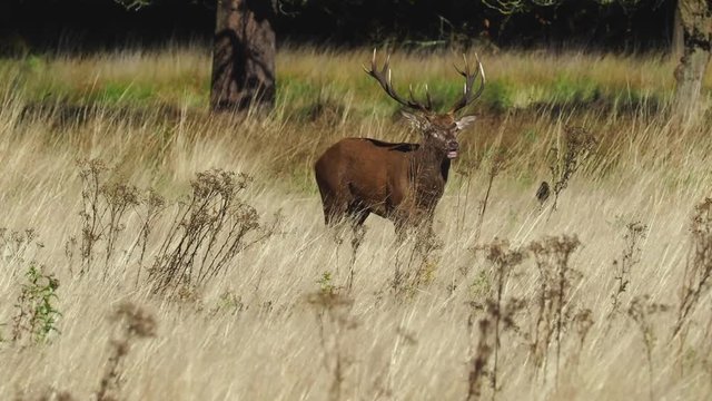 Red Deer Stag Bellowing during the Rut