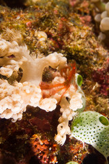 cangrejo orangutan 2