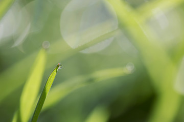 Grassy Bokeh