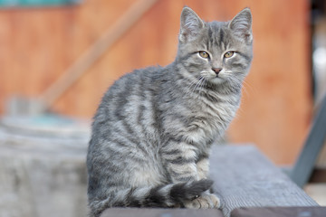 cat in front of wall