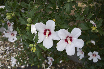 Hibiscus syriacus 