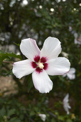 Obraz premium Hibiscus syriacus 