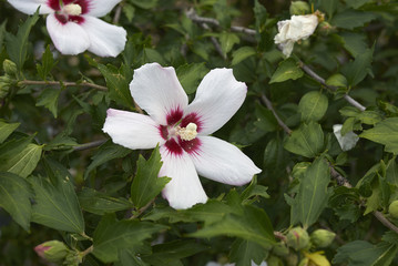 Hibiscus syriacus 
