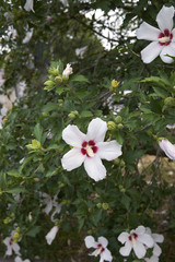 Hibiscus syriacus 