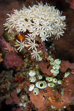 coral blanco y esponjas