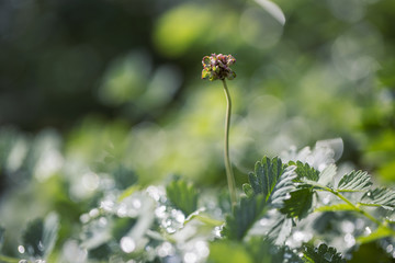 Flower Bud & Compound Leaflets