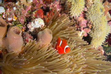 Protegiendo la anemona 1