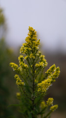 Golden Rod in the rain on to of the Appalachian Trail