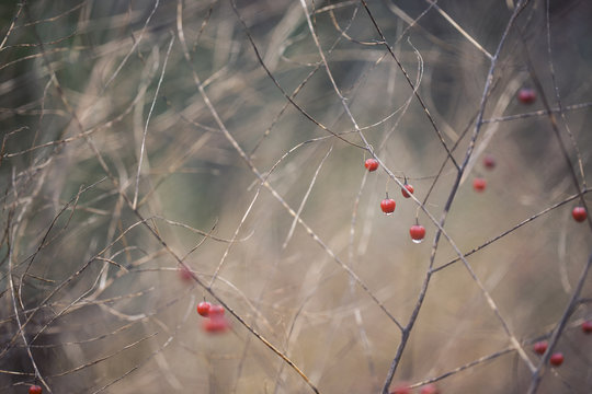 little red berries on barren bush
