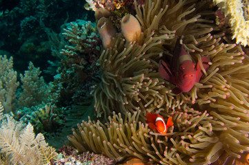 Protegiendo la anemona 3