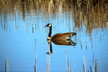 canadian goose