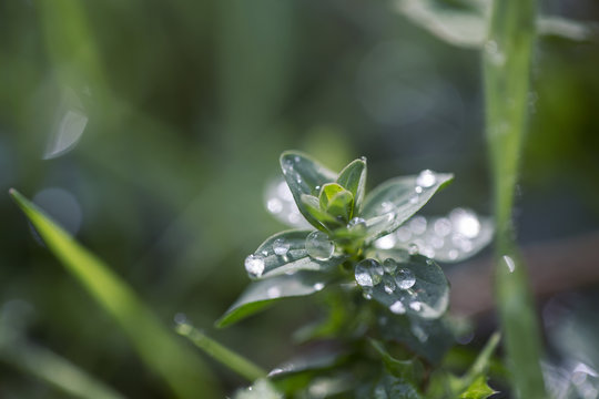 macro raindrops on leaves