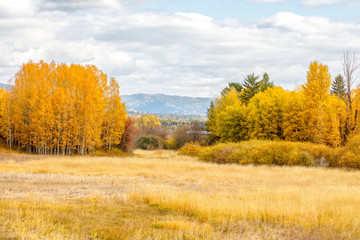 Autumn trees in brilliant color in rural countryside in northwestern Montana