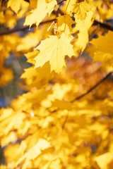 Naklejka na ściany i meble Bright yellow maple leaves at sunny day, soft focus. Foliage, fall season concept