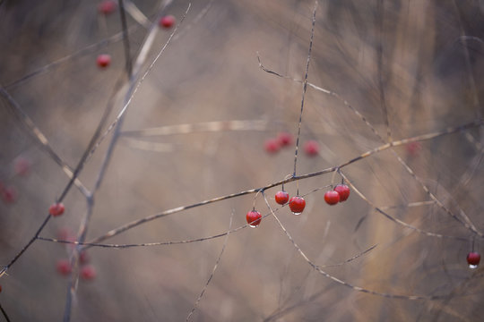 little red berries on barren bush