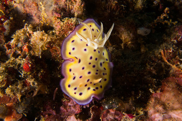Nudibranqueo moteado 1