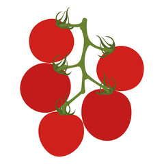 Tomatoes on branch. Isolated on white. Vector illustration.