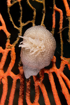 caracol sobre rama de coral