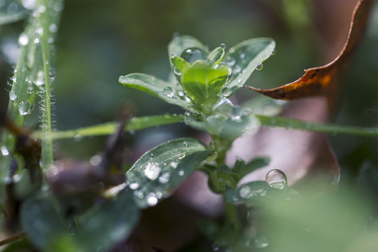 macro raindrops on leaves
