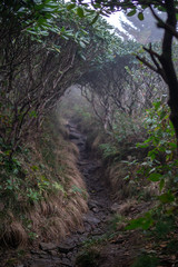 Appalachian  Trail Tunnel of Rhododendrons 