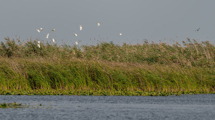 Great White Pelicans (pelecanus onocrotalus) flying over the Danube Delta