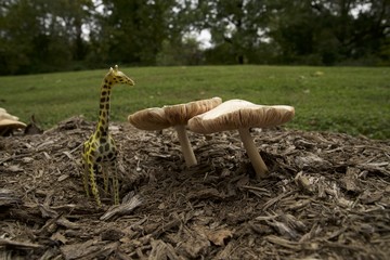 Mushrooms and toadstools  in the fall 