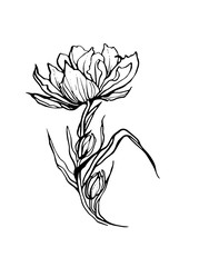 Flower isolated on a white background. Tulip drawing.