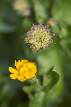 tiny yellow bloom