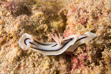 Nudibranqueo blanco