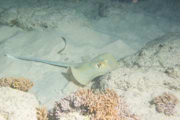 Raya de puntos azules 1