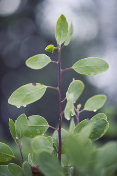 New Manzanita