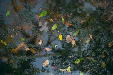 Fototapeta na wymiar Colorful fall leaves show texture and pattern closeup while the fallen leaves are floating on blue water. Bright colorful fall image for abstract season background