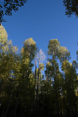 Fototapeta premium trees in forest