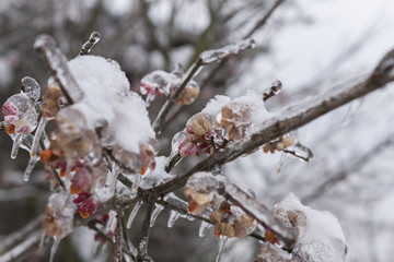 freezing rain