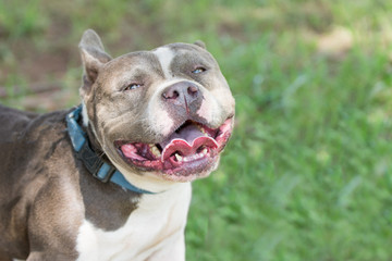 Pitbull smiling and happy