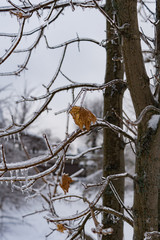 freezing rain