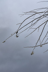 freezing rain
