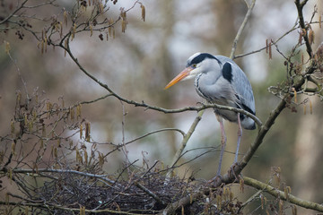 Heron
