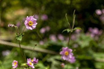 close-up of small purple flowers in garden