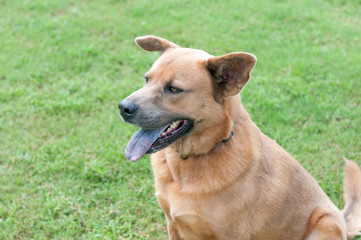 A beautiful Labrador retriever mixed breed dog with perky ears and a big smile showing off its blue...