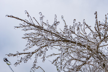 freezing rain
