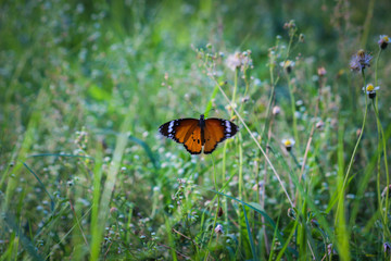 Plain Tiger  butterfly sitting on the flower plant with a nice soft background