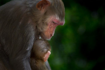 Obraz premium Rhesus Macaque Monkey and her baby sleeping together