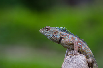 A Garden Lizard seen sitting on a log in the park with a nice beautiful soft green blurry background.