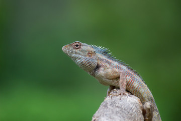 A Garden Lizard seen sitting on a log in the park with a nice beautiful soft green blurry background.