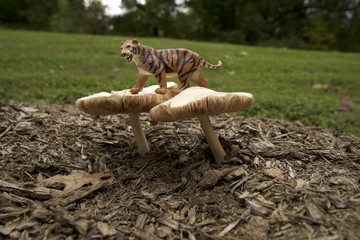 giant Mushrooms and toadstools  in the fall with tiger