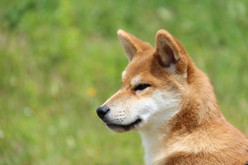 Shiba inu dog