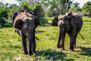 Obraz premium Elephants in Sri Lanka